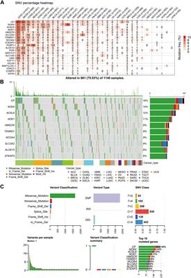 Role of ferroptosis and immune infiltration in intervertebral disc degeneration: novel insights from bioinformatics analyses